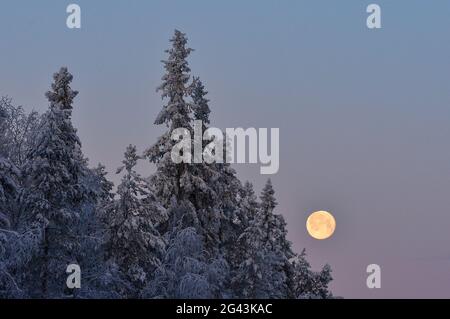 La luna piena splende di fronte a alberi innevati al mattino, Storuman, Lapponia, Svezia Foto Stock