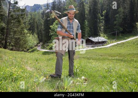 Enzianstechen al Priesberghütte, Berchtesgadener Land, alta Baviera, Baviera, Germania Foto Stock