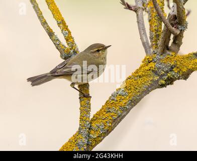 Piccolo uccello canzone Willow Warbler, fauna selvatica in Europa Foto Stock