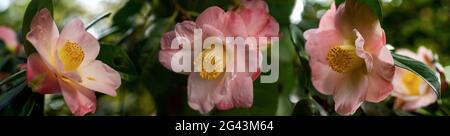 Primo piano di fiori di camelia rosa Foto Stock