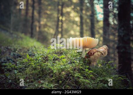 Toadstool, primo piano di funghi velenosi nella foresta Foto Stock