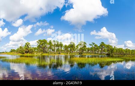 Webb Lake, Fred C. Babcock/Cecil M. Webb Wildlife Management Area, Punta Gorda, Florida, USA Foto Stock