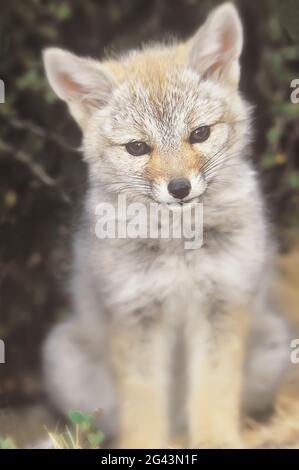 Gattino di volpe grigia sudamericana (Lycalopex griseus), Parco Nazionale Torres del Paine, Cile, Sud America Foto Stock