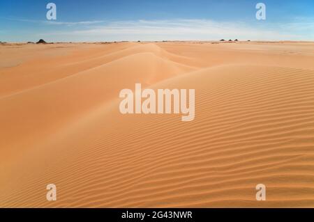 Ondate di vento su una grande duna di sabbia balenata sul bordo del Grande Mare di sabbia, nella regione del deserto occidentale del Sahara, in Egitto. Foto Stock