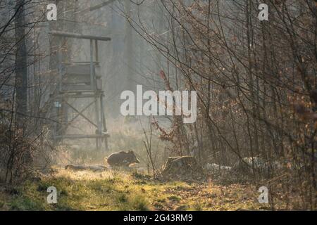 Correre cinghiale nella fitta foresta di ontani, Germania, Brandeburgo, Spreewald Foto Stock