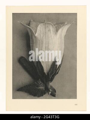 Studi sulle piante; prime forme d'arte: Colture fotografiche. Ingrandimento di Facher. Afkomsig uit losbladige Uitgave. Foto Stock