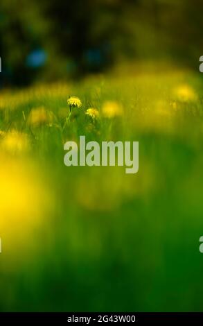 Dandelions in un prato, Baviera, Germania, Europa Foto Stock