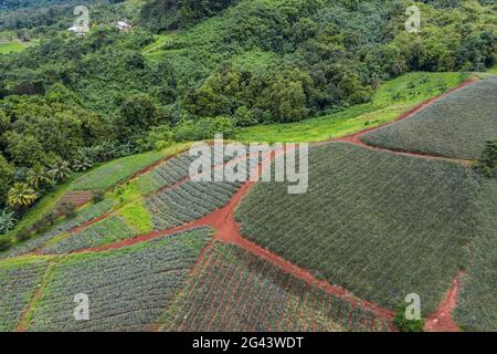 Vista aerea della piantagione di ananas nella Valle di Paopao, Moorea, Isole Windward, Polinesia Francese, Sud Pacifico Foto Stock