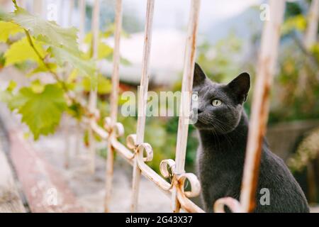 Un gatto di cenere grigio si trova vicino a una recinzione metallica con un ramo d'uva su uno sfondo sfocato. Foto Stock