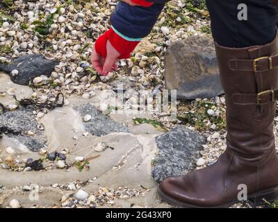 Raccolta di conchiglie sulla spiaggia Foto Stock