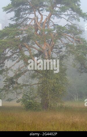 Pino antico nella nebbia della palude nella palude, Weilheim, alta Baviera, Baviera, Germania, Europa Foto Stock