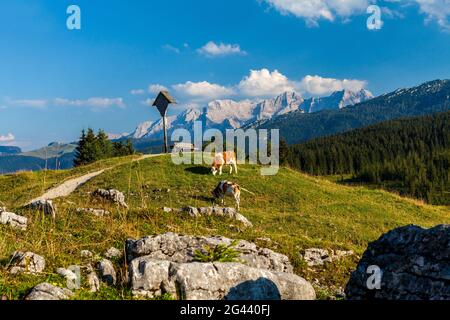 Mucche da pascolo nell'Almgebiet Winklmoos in estate, Tirolo, Salisburgo, Chiemgau, Baviera, Germania Foto Stock