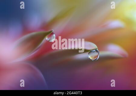 Bella macro shot di magia flowers.border art design. Magic light.Extreme primo piano foto macro. Foto Stock