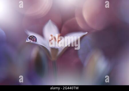 Bella Macro Shot di Amazing Primavera Magic Flowers.Border Art Design.Magic light.Extreme primo piano. Foto Stock