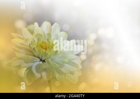 Bella natura dorata background.Floral Fantasy Design.Artistic Abstract Chrysanthemum Fiori. Foto Stock