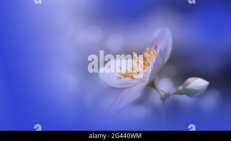 Bella natura blu background.Colorful artistico Wallpaper.Natural Macro Photography.Beauty. Foto Stock