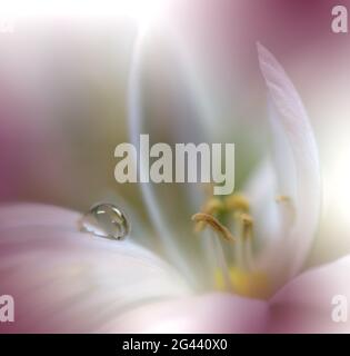 Bella macro shot di magia flowers.border art design. Magic light.Extreme primo piano foto macro. Foto Stock