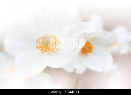 Bella natura bianca background.Macro Shot di sorprendente primavera Magic Anemone Flowers.Border Art. Foto Stock