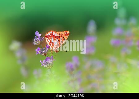 Bella natura verde background.Colorful artistico Blue Wallpaper.Natural Macro Photography.Beauty. Foto Stock