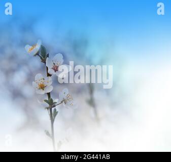 Bella natura blu background.Colorful artistico Wallpaper.Natural Macro Photography.Beauty,Sky. Foto Stock
