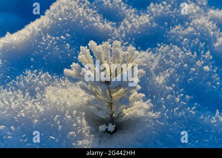 Un piccolo pino in inverno pieno di brina e ghiaccio alla luce del sole, Tallberg, Västerbottens Län, Svezia Foto Stock