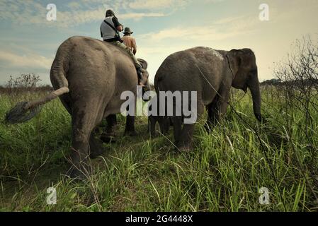 Un gruppo di elefanti che tornano al centro degli elefanti dopo che si nutrono sui cespugli nel Parco Nazionale di Kambas, Indonesia. Foto Stock