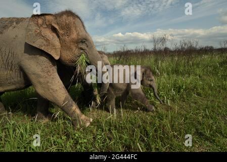 Un gruppo di elefanti che tornano al centro degli elefanti dopo che si nutrono sui cespugli nel Parco Nazionale di Kambas, Indonesia. Foto Stock