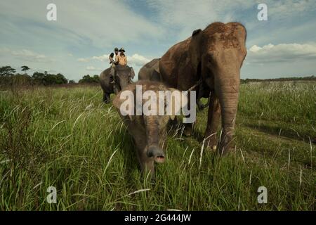 Un gruppo di elefanti che tornano al centro degli elefanti dopo che si nutrono sui cespugli nel Parco Nazionale di Kambas, Indonesia. Foto Stock