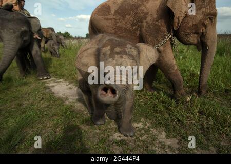 Un gruppo di elefanti che tornano al centro degli elefanti dopo che si nutrono sui cespugli nel Parco Nazionale di Kambas, Indonesia. Foto Stock