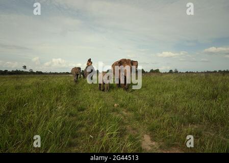 Un gruppo di elefanti che tornano al centro degli elefanti dopo che si nutrono sui cespugli nel Parco Nazionale di Kambas, Indonesia. Foto Stock