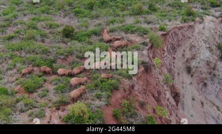 Yuxi, Cina. 19 giugno 2021. Lo screenshot del video aereo del 18 giugno 2021 mostra una mandria di elefanti asiatici selvatici nella contea di Eshan, nella città di Yuxi, nella provincia di Yunnan, nella Cina sudoccidentale. La famosa mandria cinese di elefanti vagabondanti ha mostrato una tendenza di ritorno a sud dopo il loro trekking verso nord di circa 500 km nella provincia di Yunnan, un esperto ha detto. L'armento entrò nella contea di Eshan nella città di Yuxi alle 21:48 giovedì. Hanno viaggiato 13.5 km a nord-ovest, secondo la sede principale incaricata di monitorare la loro migrazione. Credit: Xinhua/Alamy Live News Foto Stock