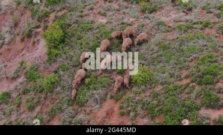 Yuxi, Cina. 19 giugno 2021. Lo screenshot del video aereo del 18 giugno 2021 mostra una mandria di elefanti asiatici selvatici nella contea di Eshan, nella città di Yuxi, nella provincia di Yunnan, nella Cina sudoccidentale. La famosa mandria cinese di elefanti vagabondanti ha mostrato una tendenza di ritorno a sud dopo il loro trekking verso nord di circa 500 km nella provincia di Yunnan, un esperto ha detto. L'armento entrò nella contea di Eshan nella città di Yuxi alle 21:48 giovedì. Hanno viaggiato 13.5 km a nord-ovest, secondo la sede principale incaricata di monitorare la loro migrazione. Credit: Xinhua/Alamy Live News Foto Stock