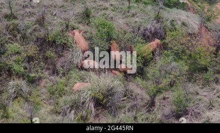 Yuxi, Cina. 19 giugno 2021. Lo screenshot del video aereo del 18 giugno 2021 mostra una mandria di elefanti asiatici selvatici nella contea di Eshan, nella città di Yuxi, nella provincia di Yunnan, nella Cina sudoccidentale. La famosa mandria cinese di elefanti vagabondanti ha mostrato una tendenza di ritorno a sud dopo il loro trekking verso nord di circa 500 km nella provincia di Yunnan, un esperto ha detto. L'armento entrò nella contea di Eshan nella città di Yuxi alle 21:48 giovedì. Hanno viaggiato 13.5 km a nord-ovest, secondo la sede principale incaricata di monitorare la loro migrazione. Credit: Xinhua/Alamy Live News Foto Stock