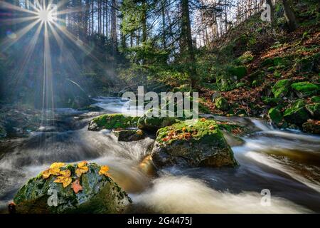 Torrente con foglie d'autunno, Ilsetal, Brocken, Harz National Park, Harz, Sassonia-Anhalt, Germania Foto Stock