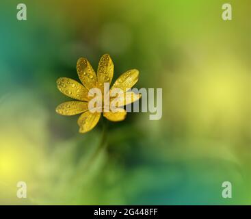Bella natura background.Floral Art Design.Abstract Macro Photography.Colorful Flower.Blooming. Foto Stock