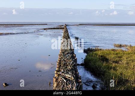 Polder nei mudflat, protezione contro la dike, limo, Mare del Nord, marea di ebb, Erba, Mare di Wadden, Bensersiel, Frisia orientale, bassa Sassonia, Germania Foto Stock