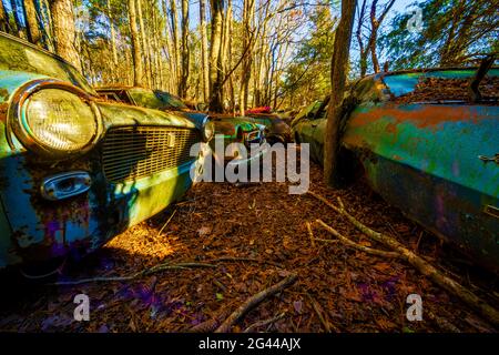 Vecchie auto arrugginite in cantiere, Old Car City, White, Georgia, Stati Uniti Foto Stock