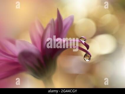 Bella natura background.Floral Art Design.Abstract Macro Photography.Yellow Daisy Flower.Pastel. Foto Stock