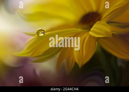 Bella natura background.Floral Art Design.Abstract Macro Photography.Yellow Daisy Flower.Pastel. Foto Stock