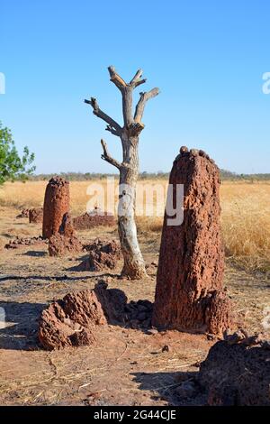 Gambia; Regione Centrale del Fiume; Circoli di pietra vicino a Wassu; costituiti da circa 200 megaliti Foto Stock