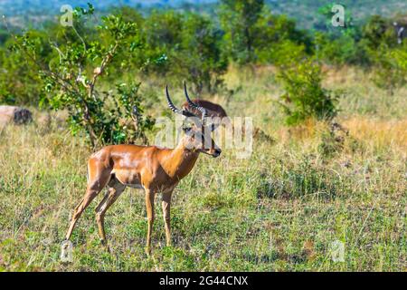 Impala pascolano nei cespugli verdi Foto Stock