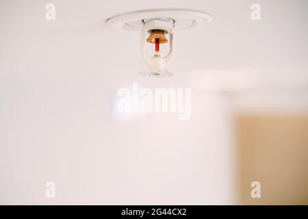 Primo piano di un impianto sprinkler antincendio automatico a soffitto su un soffitto bianco. Foto Stock