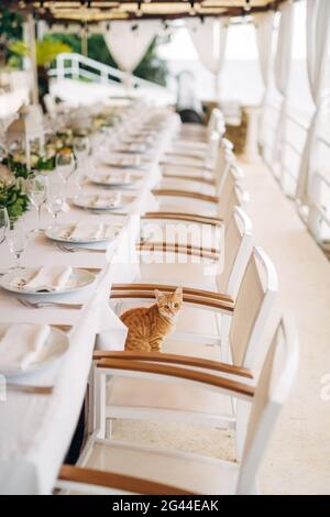 Gatto rosso su una sedia a un tavolo festivamente decorato su uno sfondo sfocato. Foto Stock