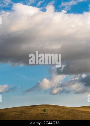 Olivo lone sulle colline della Val d'Orcia, Toscana, Italia Foto Stock