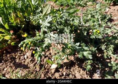 Ragwort comune (Senecio vulgaris) Foto Stock