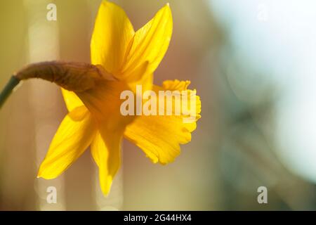 Giallo narciso Foto Stock