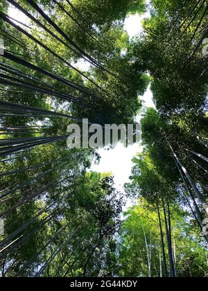 Bamboo Grove ad Arashiyama, Kyoto Giappone Foto Stock