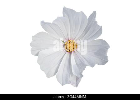 Bianco Cosmos fiore isolato su sfondo bianco. Fiore pianta con taglio percorso. Foto Stock