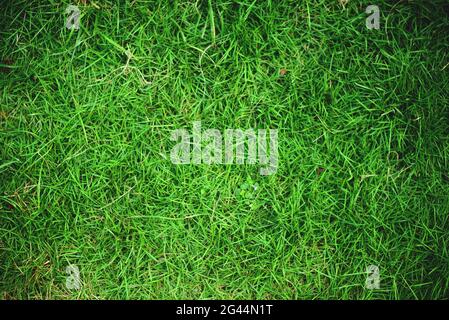 verde giappone capelli erba texture per sfondo, vista dall'alto Foto Stock