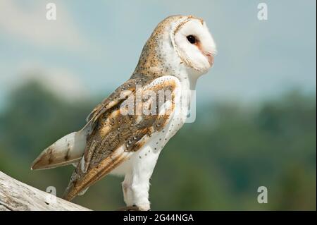 Il barbagianni (Tyto alba), Lone Pine Koala Sanctuary, Brisbane, Queensland, Australia Foto Stock